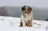 BERGER AUSTRALIEN PUPPIES 426